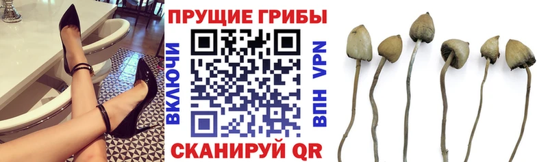 наркотики  Горняк  Псилоцибиновые грибы Cubensis 